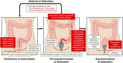 Frontiers The Role Of Colonic Motility In Low Anterior Resection Syndrome